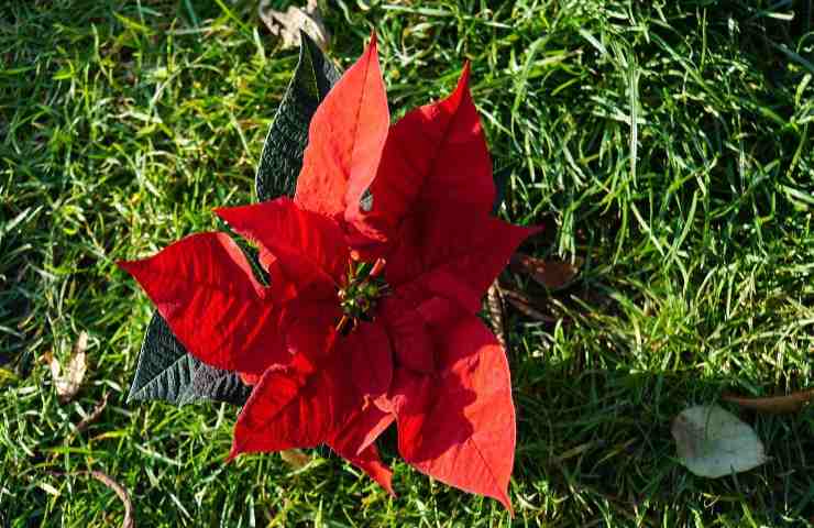 Stella di Natale trasformata in kokedama