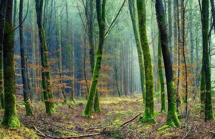 La natura è in grado di comunicare?