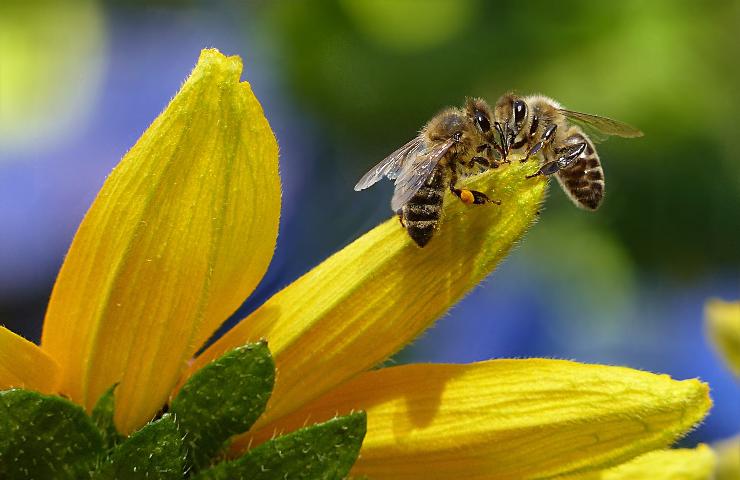 Apiterapia, tutto il bene dalle ape