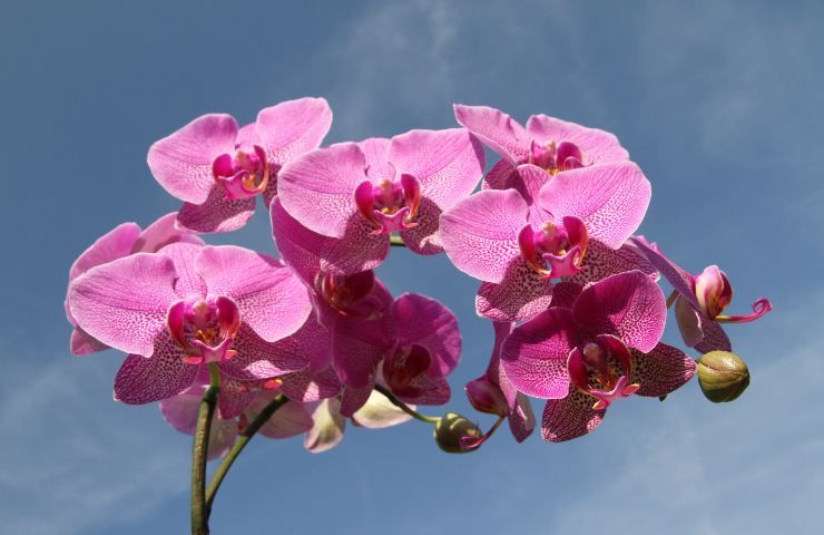 Bellissima orchidea