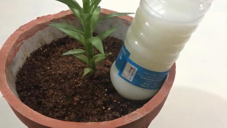 Bottiglia di latte nella pianta