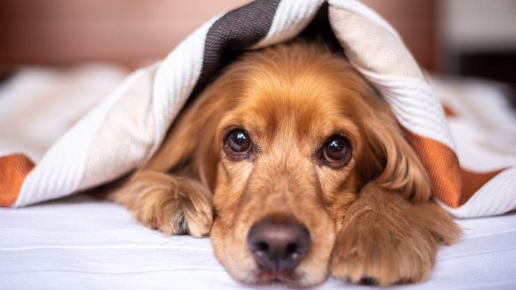 Cane sotto coperta