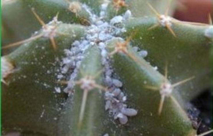 Cocciniglie sul Cactus