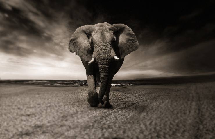 Elefante, specie a rischio