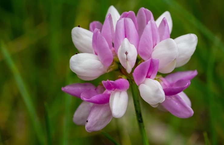 Fiore di Astragalus