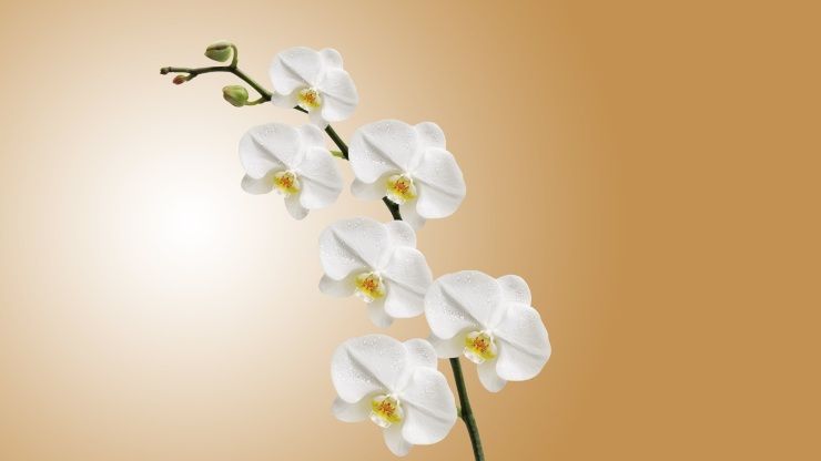 Fiori bianchi di orchidea