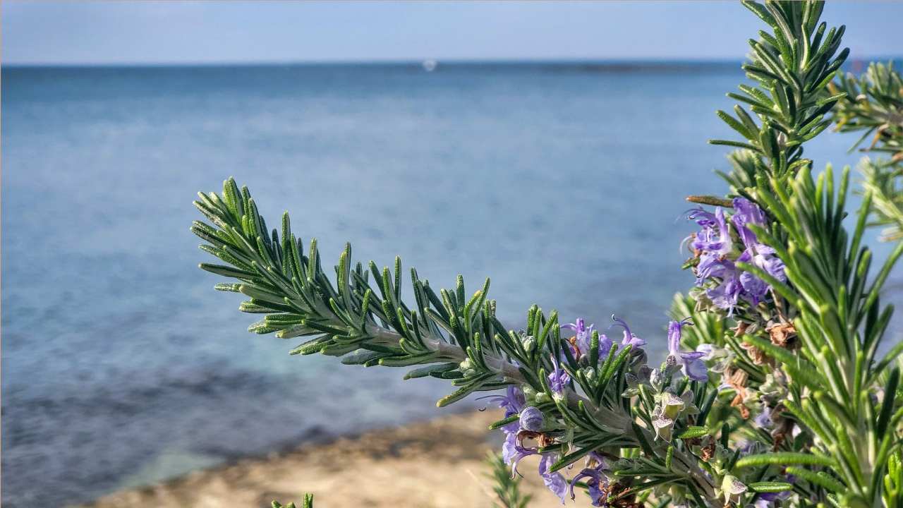 Fiori di rosmarino