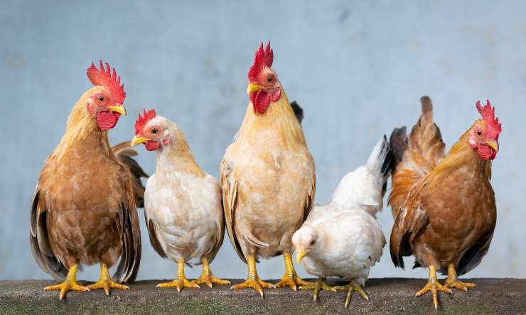 Gruppo di galline