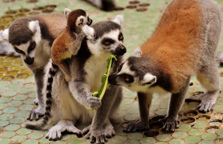 I simpatici lemuri