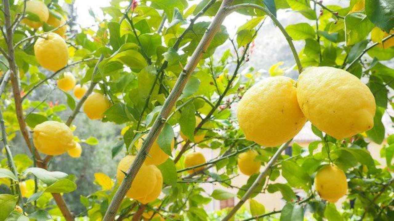 Innesto di limone