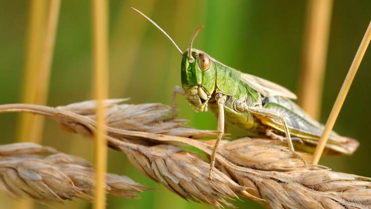 Insetto locusta simil cavalletta 