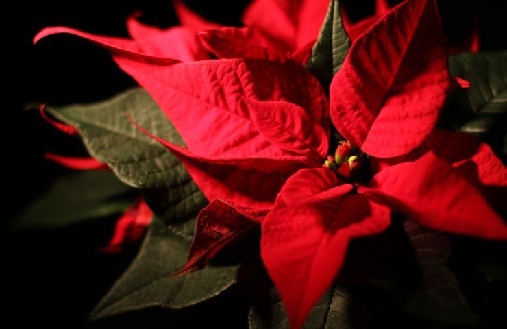 La pianta rossa di Natale