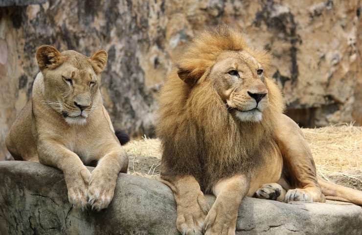 Leone e leonessa, maestosi