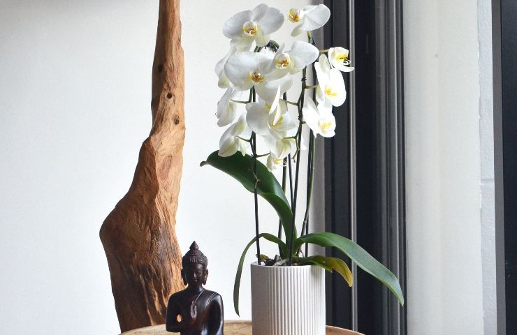 L'orchidea abbellisce ogni angolo della casa