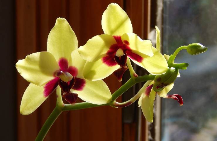 Orchidea fiorita