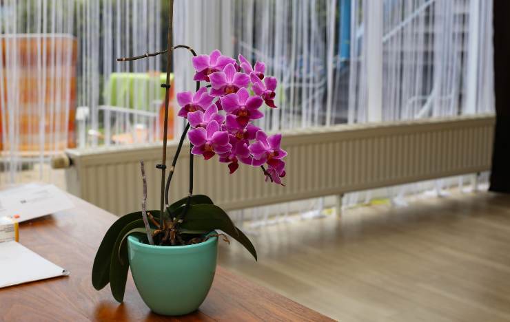 Orchidea in ufficio