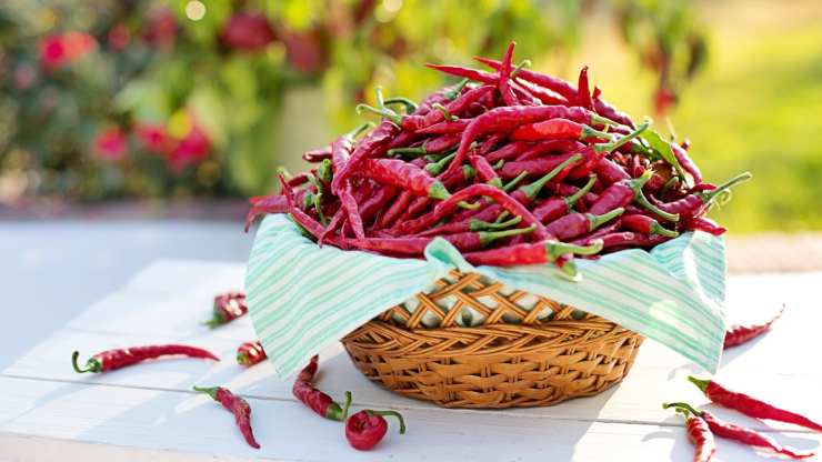 Peperoncino, frutto tipico della Calabria