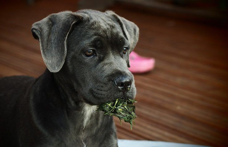 Perché i cani mangiano erba