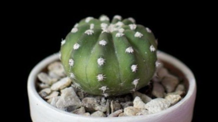 Pianta di cactus malata