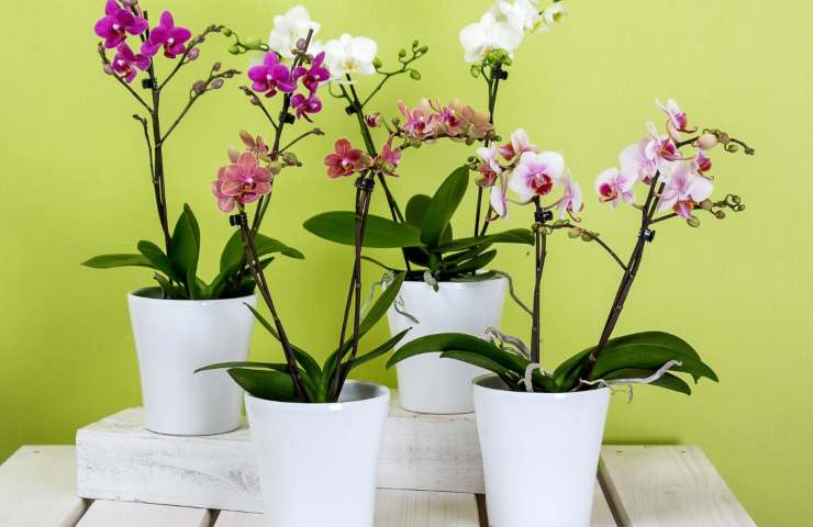 Piante di orchidee in vaso