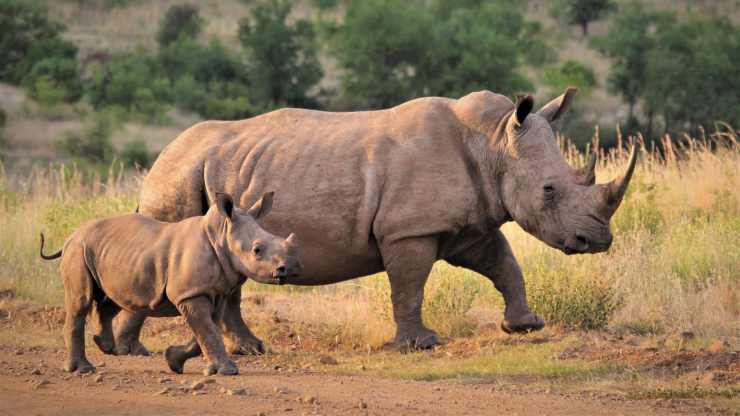 Rinoceronte bianco, estinto nel 2018