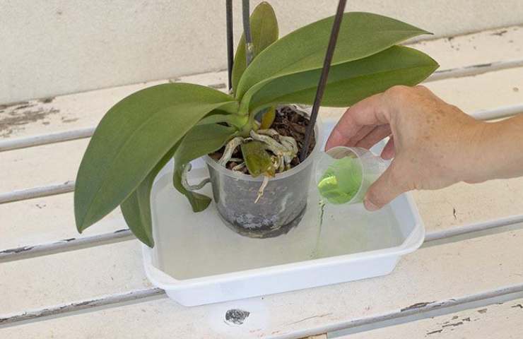 Tecnica di immersione orchidea