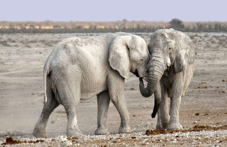 Tra gli elefanti, la femmina più anziana è il capo-gruppo