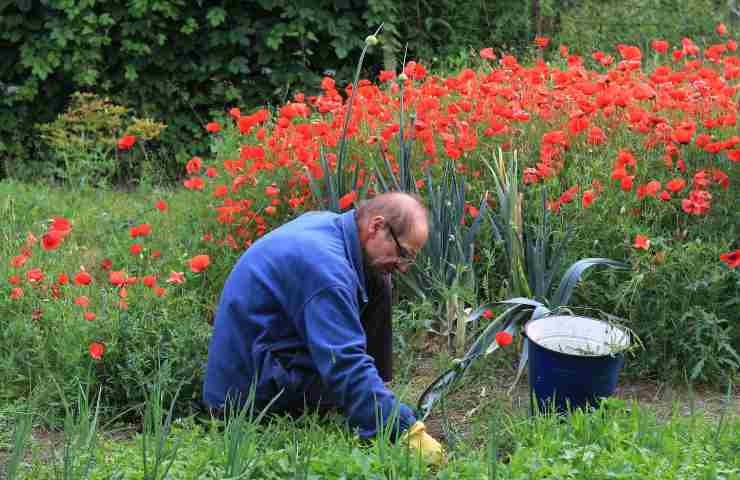 Uomo fa giardinaggio