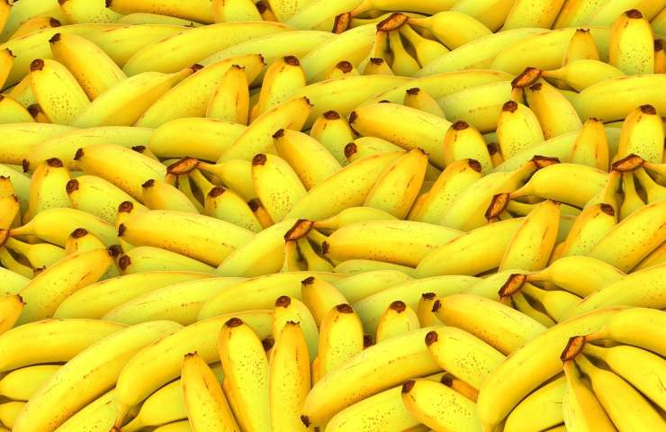 Bucce di banane per piante 