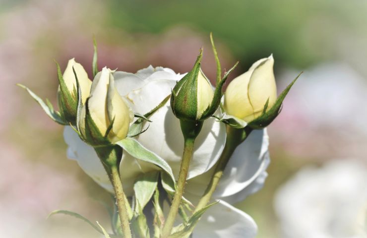 boccioli di rose bianche