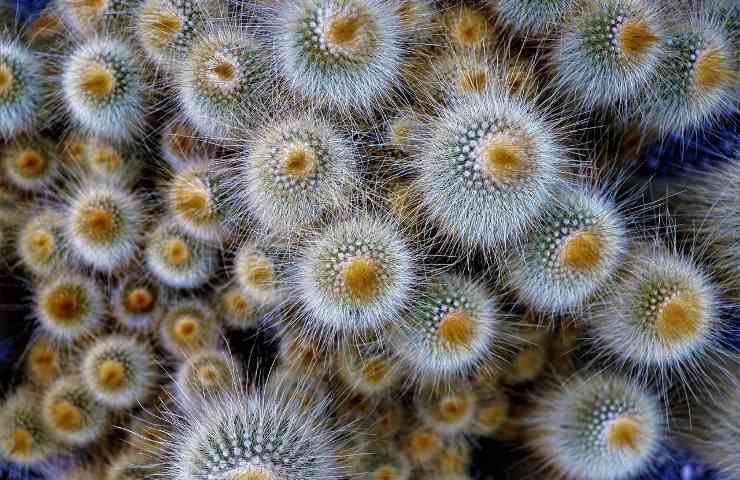 cactus cylindropuntia
