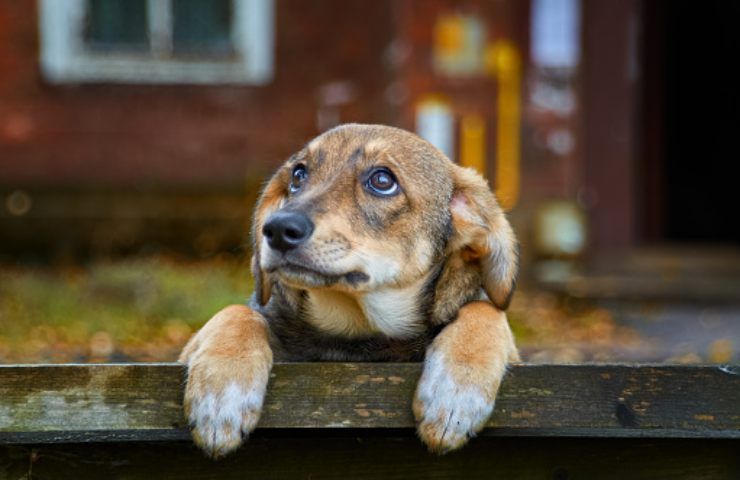 cucciolo di cane - (pixabay