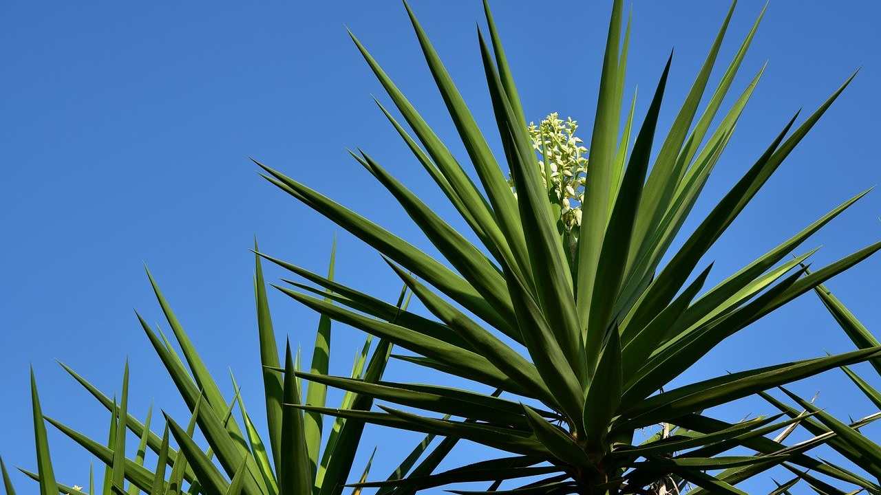 Yucca con i suoi fiori gialli ,la fioritura avviene in estate