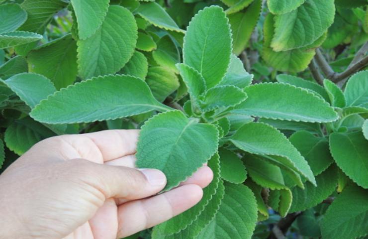 foglie pianta di incenso (pixabay)