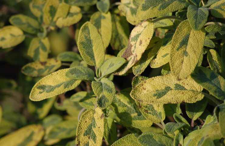 foglie salvia ingiallite