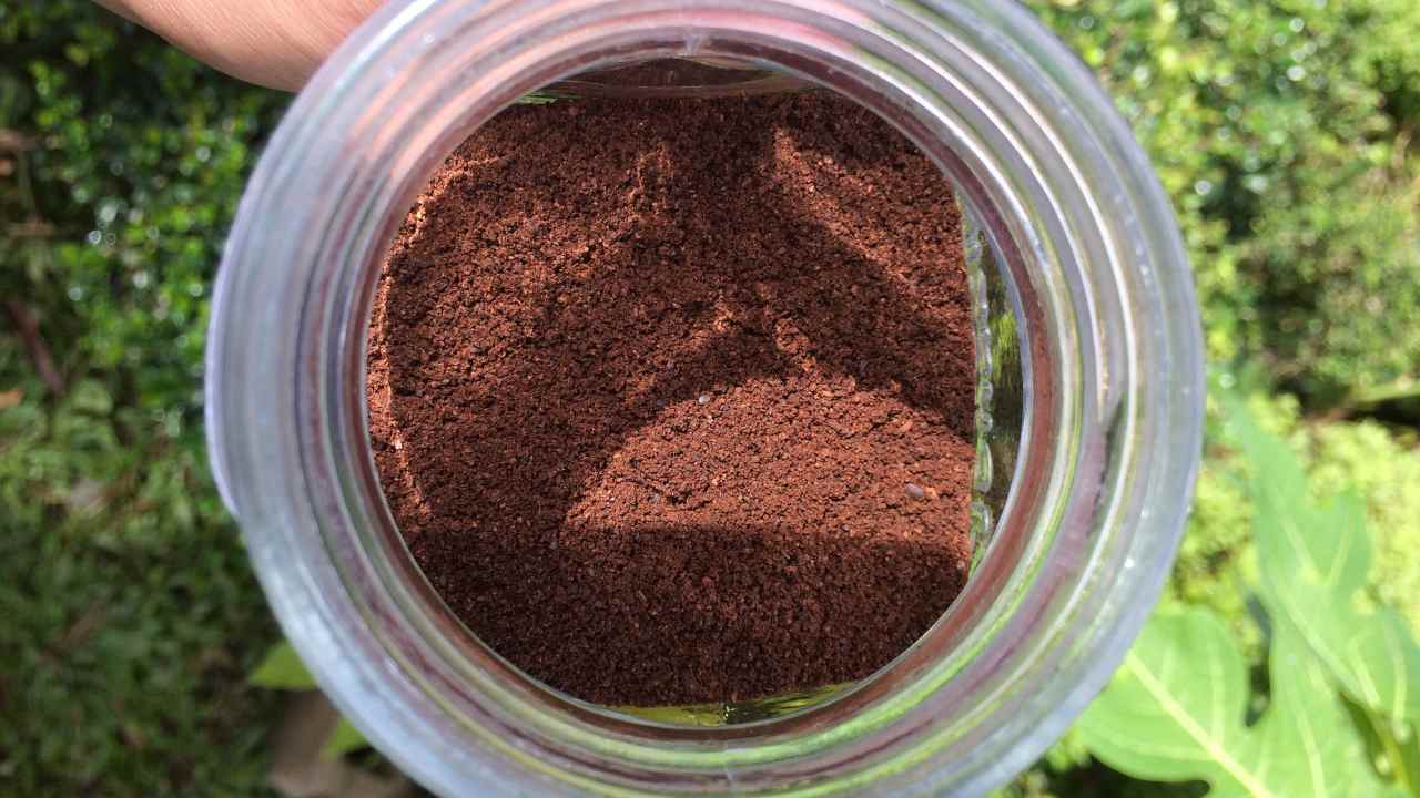 fondi di caffè come fertilizzante