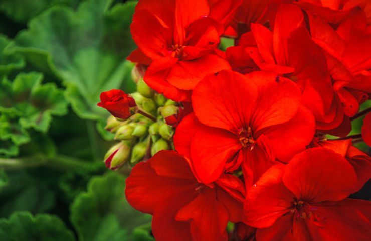 geranio rosso (pixabay)