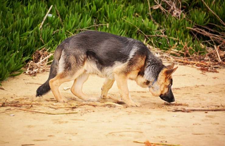 Cane da ricerca identikit