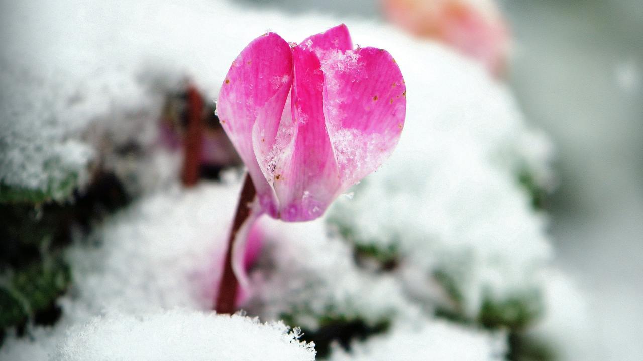 giardino fiorito in inverno