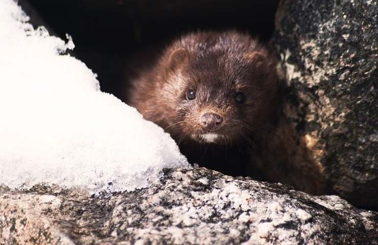 Animali da pelliccia addio 