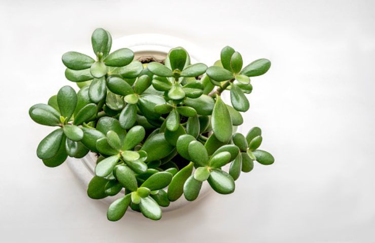 pianta di giada (pixabay)
