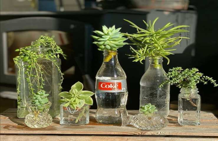 piante coltivate con l'idrocoltura (facebook)
