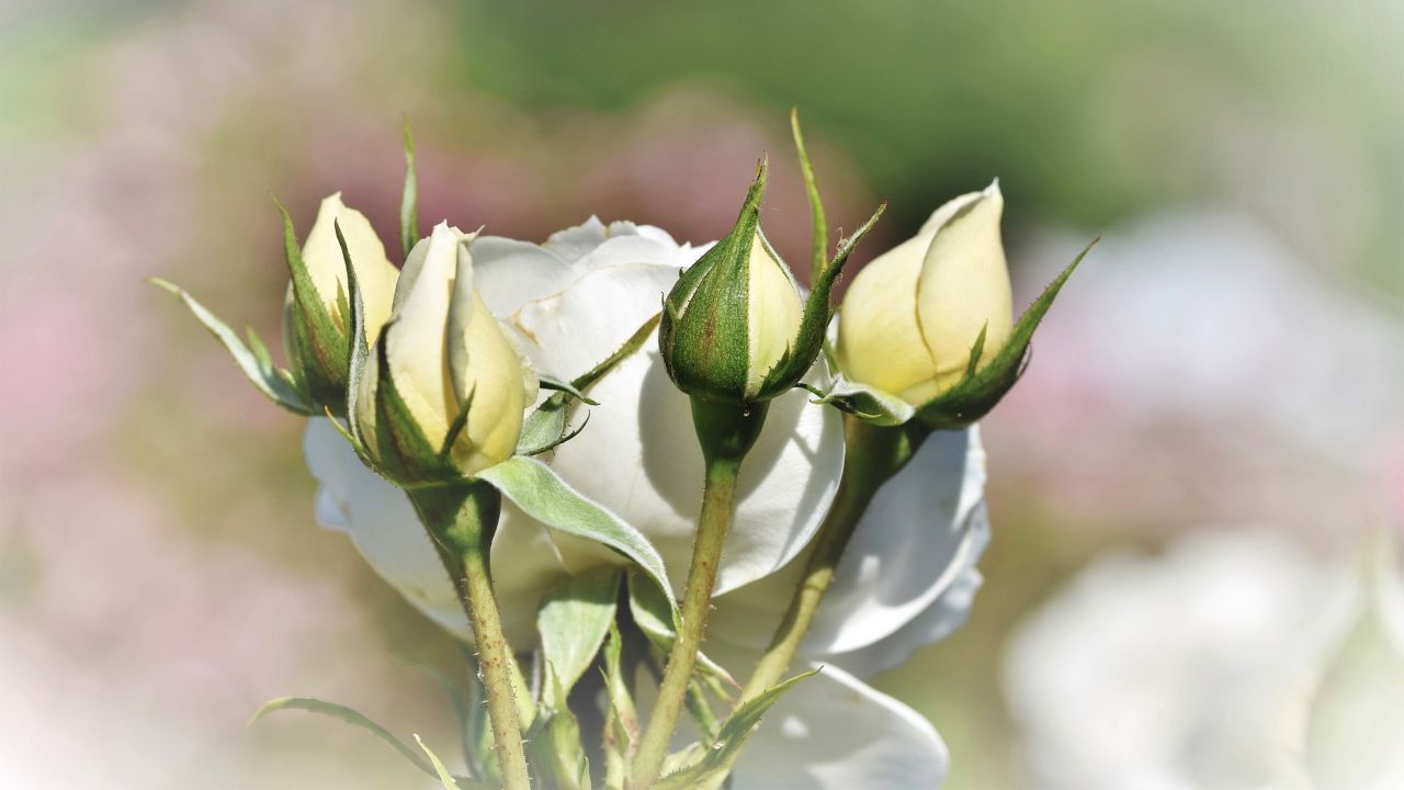 ripiantare le rose, metodo semplice