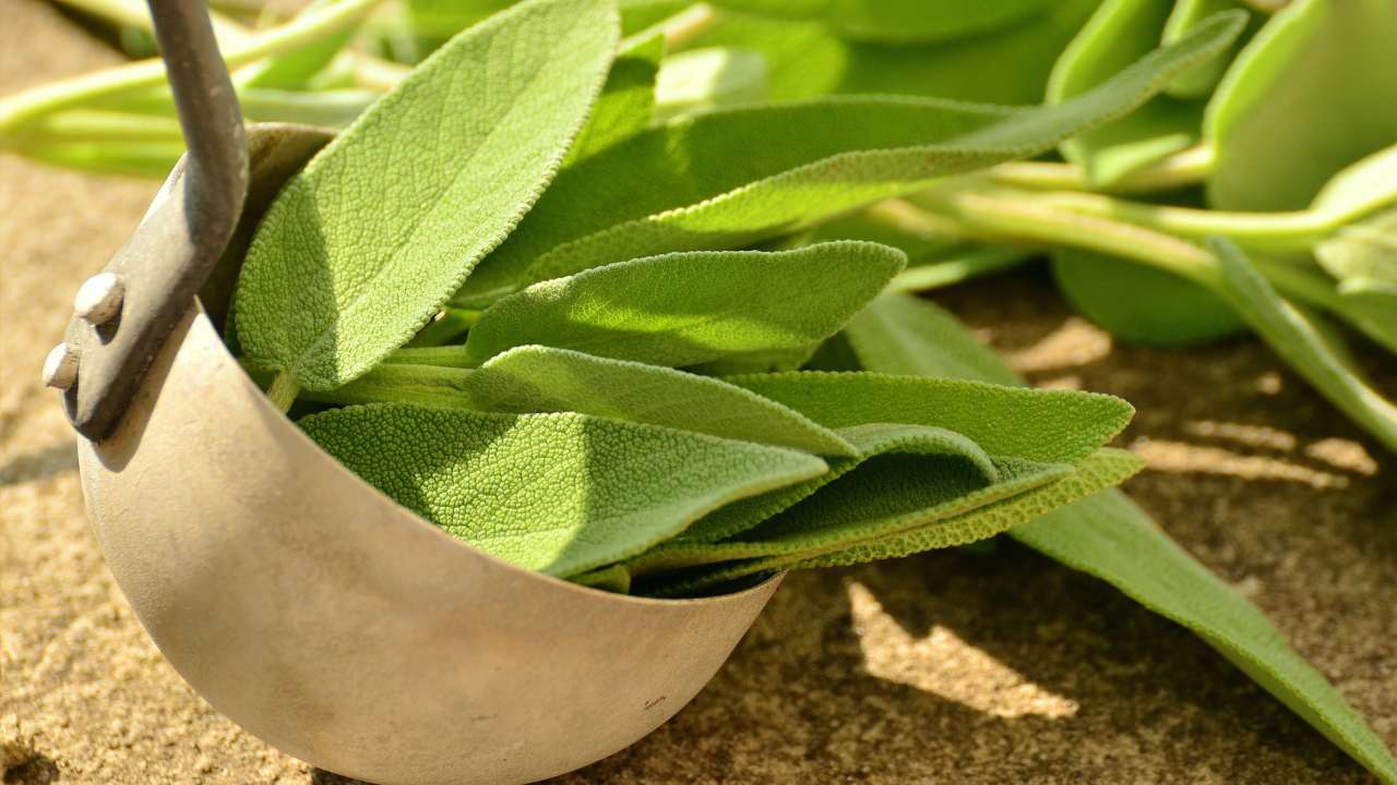 salvia anche in inverno