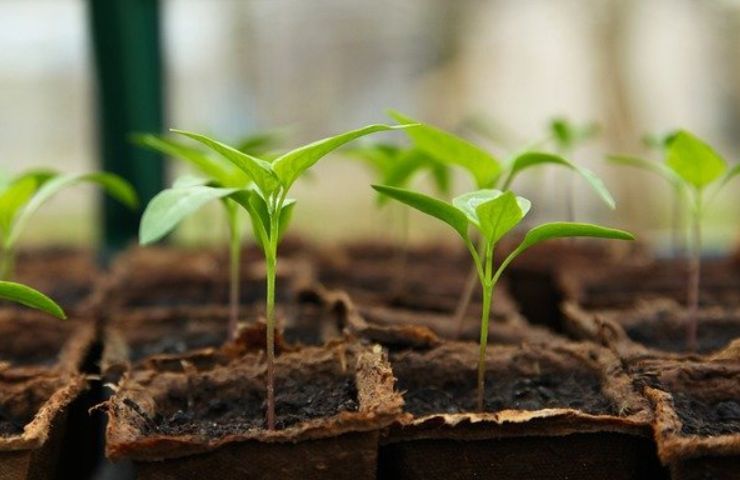 Giardinaggio cosa non fare