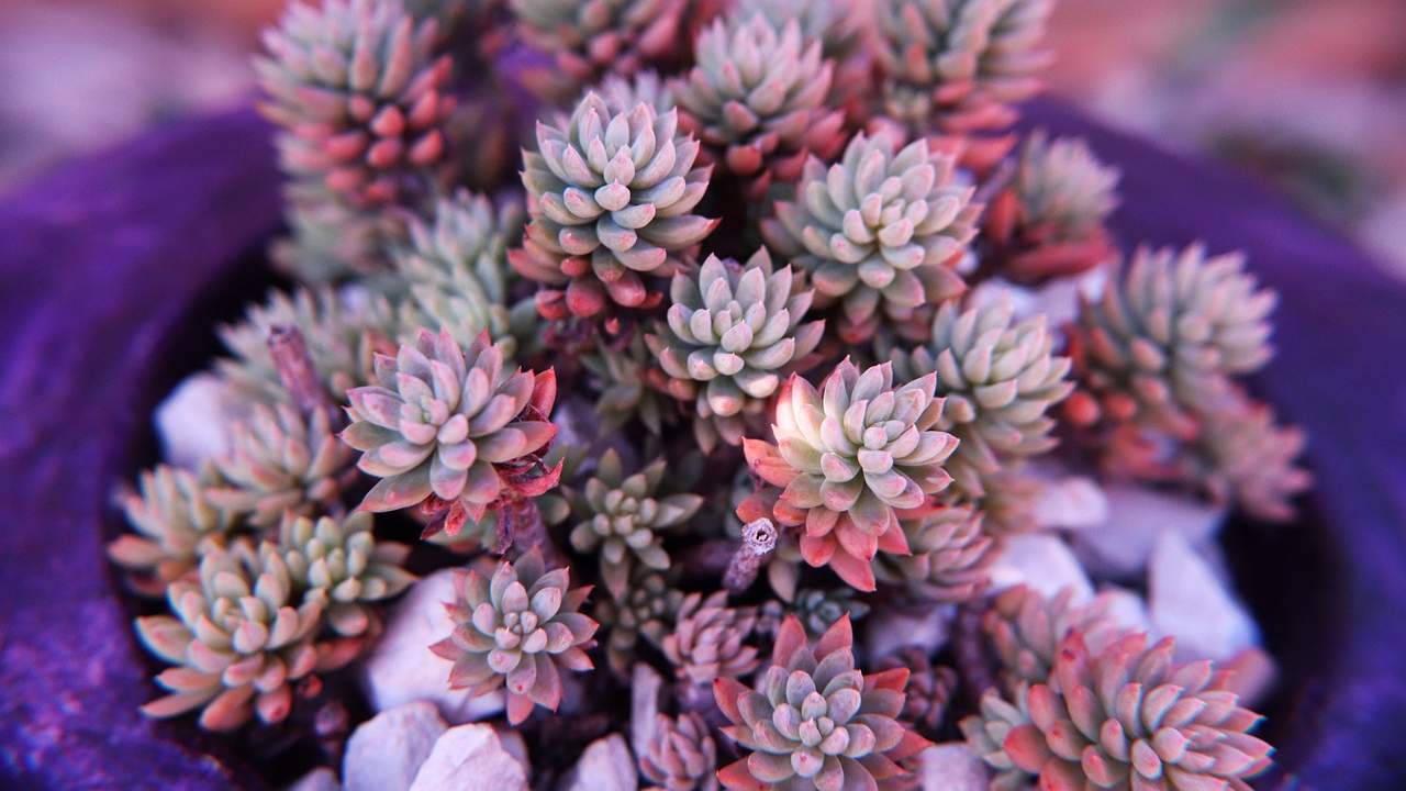 Piante grasse errori comuni