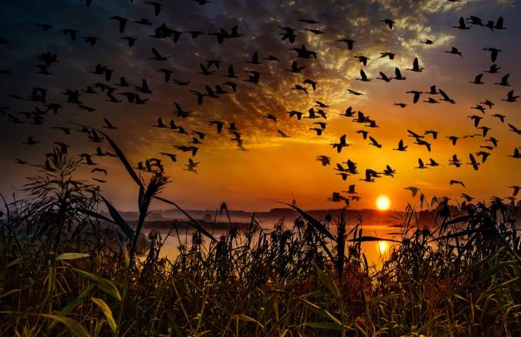 uccelli migratori 
