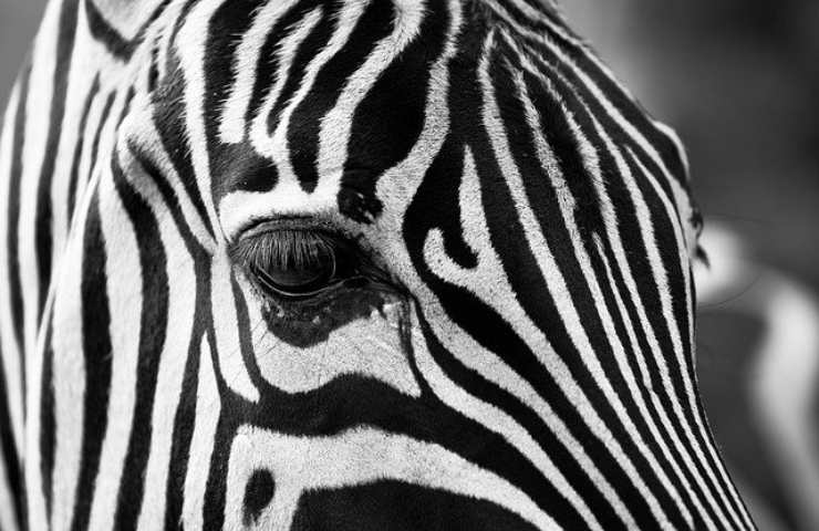 Zebra, qual è il colore 