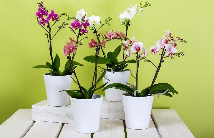 piccoli accorgimenti che possiamo adottare per migliorare la salute delle orchidee