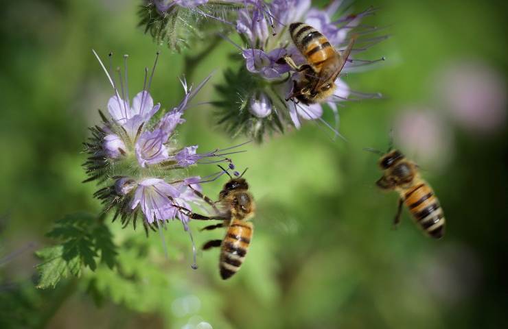 Nuova iniziativa in Inghilterra per aiutare le api, nasce il mattone forato per favorire un nuovo habitat